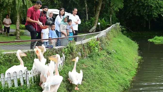 Lebaran di Sumut, Jokowi Ajak Cucu Lihat Bayi Buaya dan Burung Beo